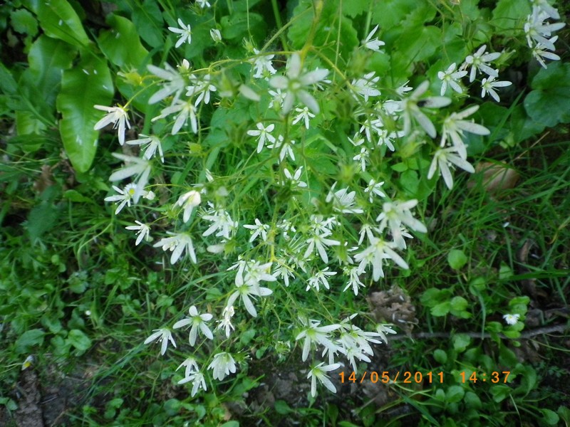 Grazioso sconosciuto - Saxifraga rotundifolia